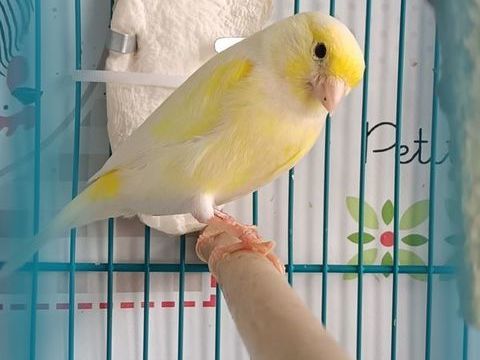 Canaris m&acirc;les 20 68600 Neuf-brisach