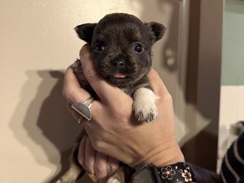 chihuahua mini femelle 950 31290 Villefranche-de-lauragais