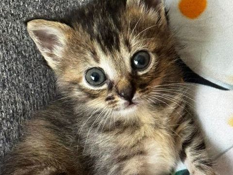 CHOUPIE, jolie minette &agrave; l'adoption 1 30760 Saint-julien-de-peyrolas