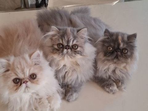 Chatons Persans LOOF 1250 94500 Champigny-sur-marne