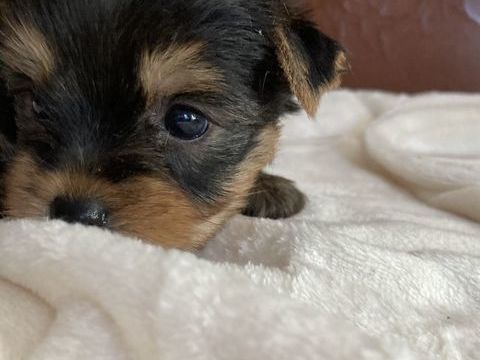 Magnifique bébé yorshire 1150 83720 Trans-en-provence