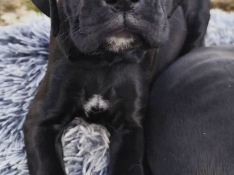 Bianka, adorable chiot crois&eacute;e Boxer 190 50310 Ozeville