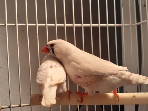 Oiseaux mandarin 15 22400 Landéhen