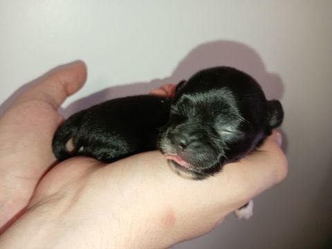 Chiots chihuahuas poils longs 1000 83470 Saint-maximin-la-sainte-baume