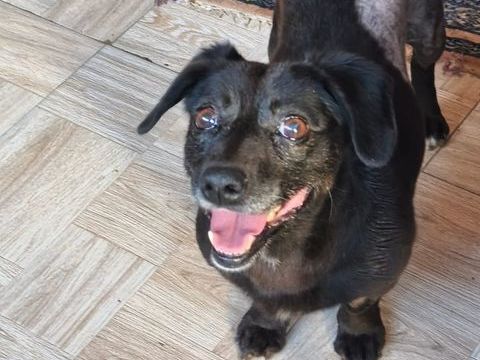 OSTEND refuge en Roumanie  (lui cherchons aussi un famille d accueil pour la sauver du refuge ) 0 75018 Paris
