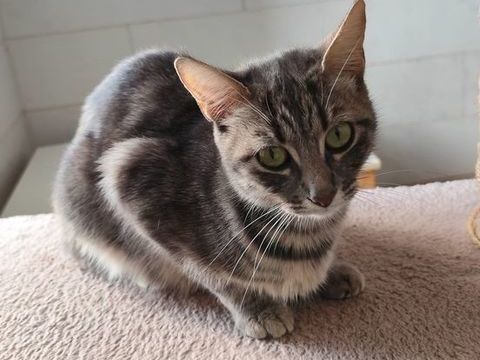 PALOME à l'adoption 200 30290 Laudun-l'ardoise