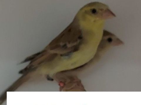 Couple de moineau doré 140 93330 Neuilly-sur-marne