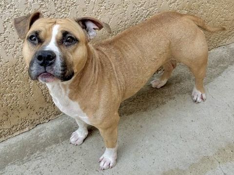 ALLUMETTE, staffie 5 ans 200 34500 B�ziers