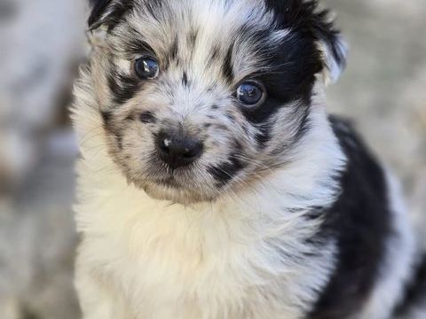 Chiot Berger Australien 900 34570 Saussan