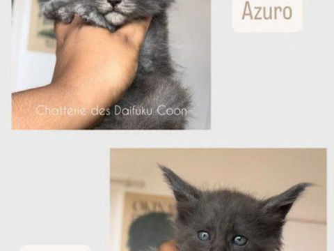 Chatons maine coon loof n&eacute;(e)s le 7 juin 2025 1250 87100 Limoges