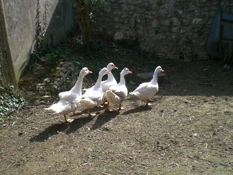 Canard de barbarie 60 26400 Grane