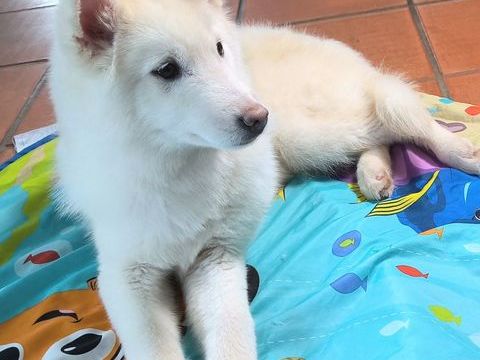 Chiot v&eacute;ritable Pomsky blanc cr&egrave;me ? disponible de suite 1600 33840 Giscos