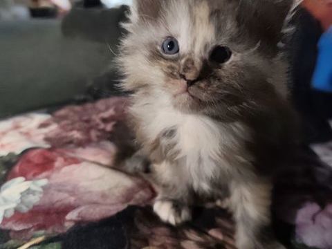 Maine coon 800 81110 Dourgne