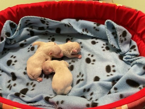 Bichons maltais 1300 38150 Vernioz