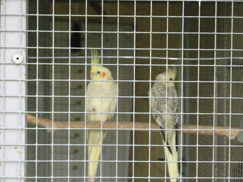 recherche 2 males calopsitte perles 0 86000 Poitiers