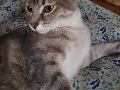 Jeune chatte adulte à adopter sur Marseille 0 13004 Marseille