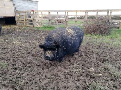 JULIEN, beau cochon vietnamien à adopter via l'association UMA 40 44100 Nantes