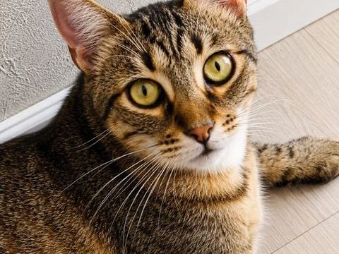 YUKA CHAT TIGRE 1 AN 195 92260 Fontenay-aux-roses