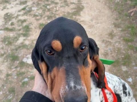 Chien VASCO &agrave; l adoption 210 07100 Annonay