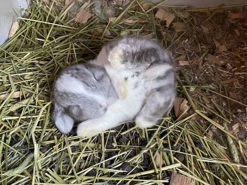 Bb minilop magnifiques 40 94000 Cr�teil