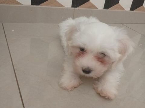 Bichon maltais non lof 750 80170 Rosières-en-santerre
