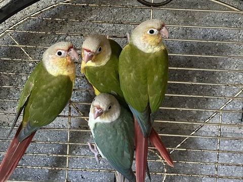 Conure EAM 2026
200 89350 Champignelles