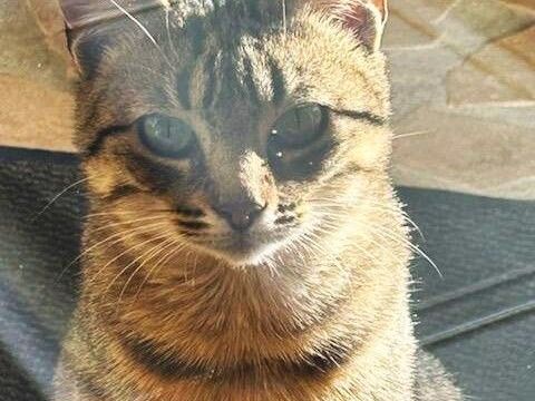 MAROU 150 38840 La s�ne