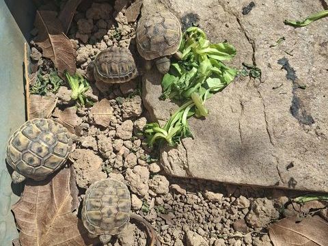 Tortues de terre 30 34500 B�ziers