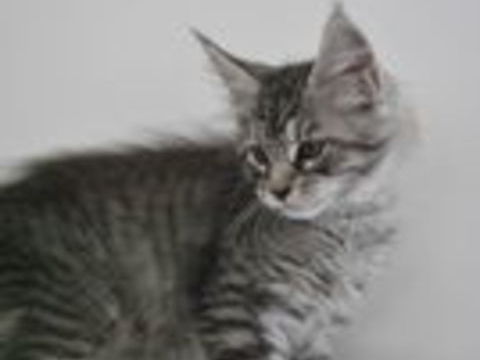   Chaton mainecoon non LOOF 