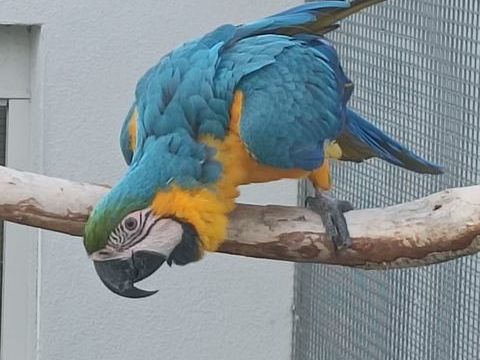 Ara femelle 2024 750 67470 Seltz