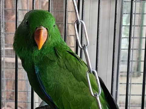 Eclectus male 800 46340 Salviac