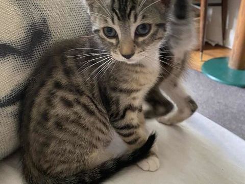 Benga une chatonne câline et équilibrée 180 75017 Paris