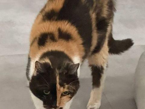 Michounne, chatte tricolore 15 ans 0 34000 Montpellier