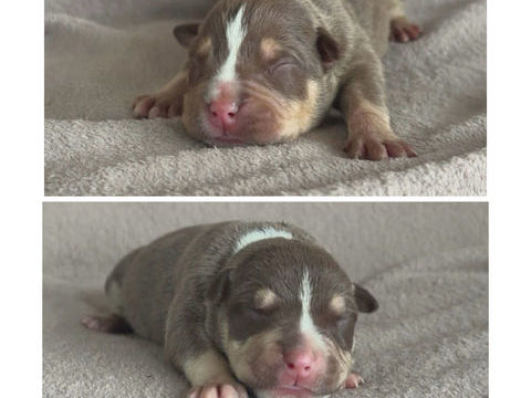 CHIOTS AMERICAN BULLY 0 44150 Ancenis