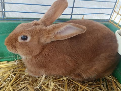 Lapins fauve de Bourgogne 25 26240 Saint-vallier