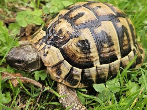 Tortue terrestre m&acirc;le 350 44000 Nantes