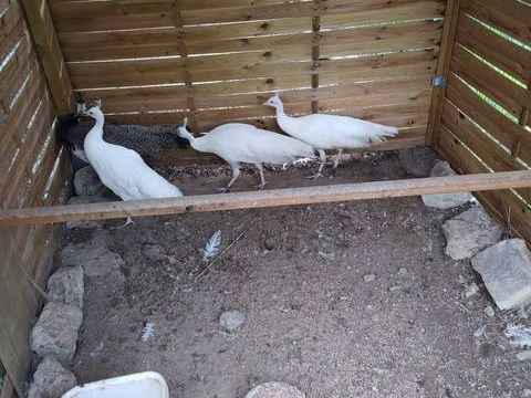 paons bleu  blanc 120 83330 Le beausset