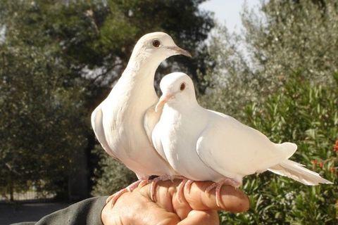 colombe 15 84450 Saint-saturnin-ls-avignon