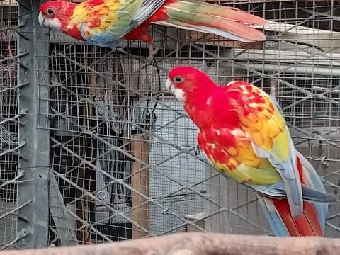  omnicolore opaline dor&eacute; 130 44540 Bonnœuvre