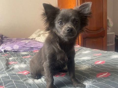 chiot chihuahua m&acirc;le bleu 490 27170 Le plessis-sainte-opportune