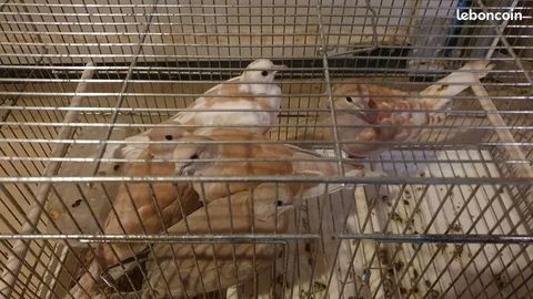 Tourterelle 2025 disponible 6 53200 Chteau-gontier