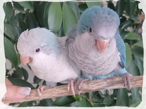 EAM VEUVE SOURIS 2026 400 40000 Mont-de-marsan