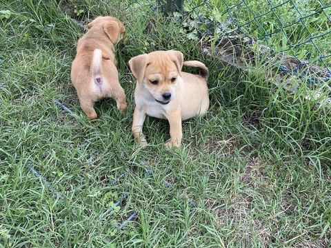 1 chiot croisé beagle carlin yorkschire né le 7/07/2025. 700 68500 Merxheim