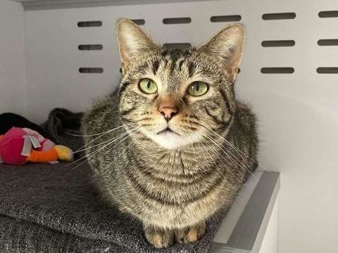 JANISSE 200 26700 Pierrelatte