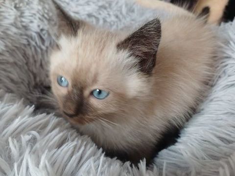 Bb siamois mâle 540 03500 Bransat