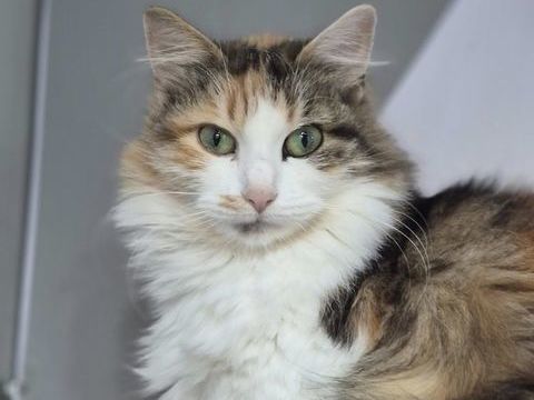 ARTIFICE 210 60000 Beauvais