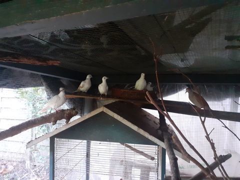 Tourterelles diff&eacute;rentes couleurs  8 77400 Saint-thibault-des-vignes