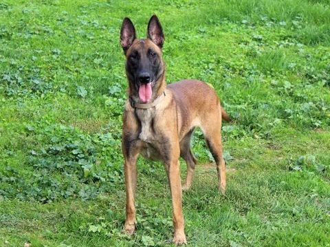 MAYA, magnifique Malinoise à adopter via l'association UMA 380 18210 Bessais-le-fromental