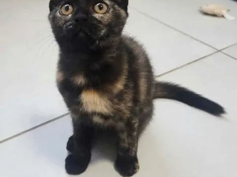 Isis chatonne caline cherche adoptants 140 11000 Carcassonne
