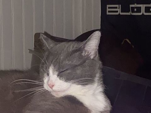 Don chat de deux ans femelle 0 78520 Limay